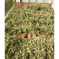 小葉扶芳藤，30-40公分小葉扶芳藤，50-60公分小葉扶芳藤
