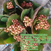 長壽花盆栽批發(fā)、許昌長壽花、世錦花卉(多圖)
