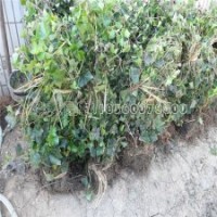 產(chǎn)地直銷五葉地錦苗，0.15元一棵