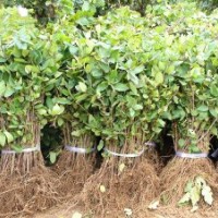 樹型金銀花 金花3號(hào)種苗供應(yīng)
