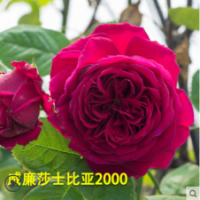 威廉莎士比亞月季