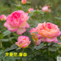 羅曼尼詹森月季苗