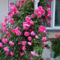 薔薇