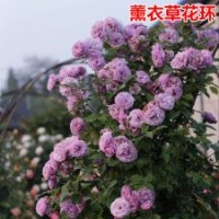 大量供應歐洲月季花苗薰衣草花環(huán)