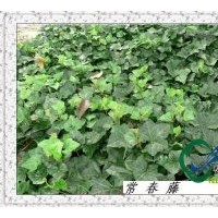供應(yīng)金邊常春藤