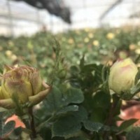 江蘇月季花苗的報(bào)價(jià)，貨源充足