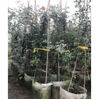 40-200公分高藤本月季苗的市場價格