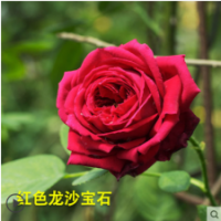 紅色龍沙寶石