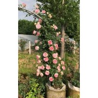 粉色龍沙寶石  爬藤薔薇,歐洲月季,大花月季