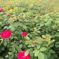 藤本薔薇