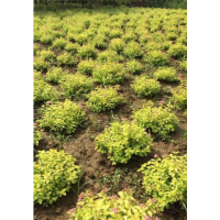 江蘇大量供應(yīng)金山繡線菊 苗圃直銷