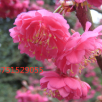 江蘇山櫻花低價批發(fā) 大量供應(yīng)