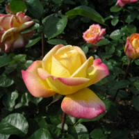 大花香水月季花苗今年什么價格？