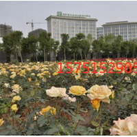 江蘇供應南陽月季 低價批發(fā)
