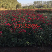 紅帽月季價(jià)格_月季批發(fā)零售_月季花基地直銷(xiāo)