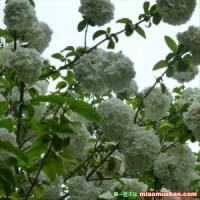 繡球花好養(yǎng)活嗎？