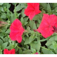 供應(yīng)一串紅 矮牽牛 萬(wàn)壽菊