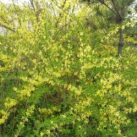低價(jià)大量出售連翹
