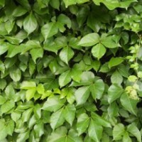 爬山虎|陜西營養(yǎng)缽爬山虎|陜西藤灌木優(yōu)化新區(qū)