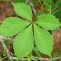 爬山虎種植技術(shù) 爬山虎苗低價(jià)提供
