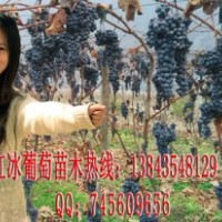 雪蘭紅葡萄苗 耐寒果樹苗 葡萄新品種