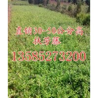 供應(yīng)30-40公分高扶芳藤價格，江蘇扶芳藤價格，沭陽扶芳藤基地