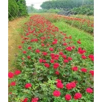 月季花批發(fā)、湖南月季花價(jià)格30高月季價(jià)格、豐花月季、大花月季