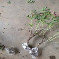 推薦幾家四季玫瑰苗銷售爆盆的基地
