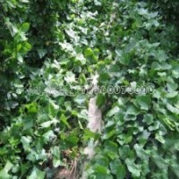最新三葉地錦苗的價格表及基地實拍圖