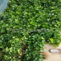 哪里有爬藤好的爬山虎大苗供應(yīng)？