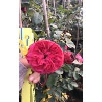 藤本月季價(jià)格，月季花苗，廠家直銷