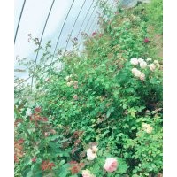 藤本月季基地，大量苗源，批發(fā)實惠