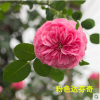 粉色達(dá)芬奇