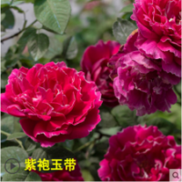 紫袍玉帶月季苗