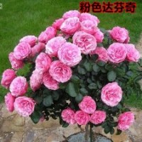 大量供應粉達薔薇