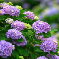 江蘇紫陽(yáng)花低價(jià)供應(yīng) 紫陽(yáng)花苗圃直銷(xiāo)