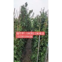藤本月季