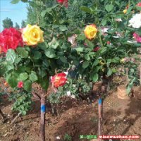 樹月季花什么時(shí)候種好？