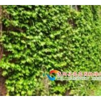 供應(yīng)爬山虎 常春藤 紫藤 三葉地錦，五葉地錦 凌宵 金銀花 藤本薔