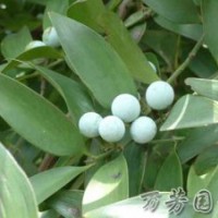 批發(fā)銷(xiāo)售-竹柏-萬(wàn)芳園藝