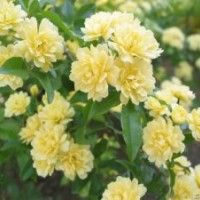 供應(yīng)黃木香，黃花木香，黃木香花，黃木香花基地，沭陽(yáng)黃花木香