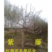 古紫藤 紫荊、紫薇