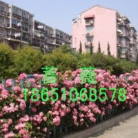 薔薇供應(yīng)，薔薇產(chǎn)地，薔薇基地，專供薔薇