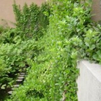 供應(yīng)扶芳藤，扶芳藤種苗，小葉扶芳藤，大葉扶芳藤，別名：爬行衛(wèi)