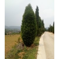 文冠果，樹檜
