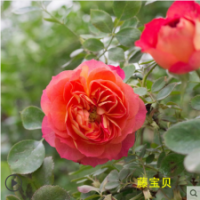 藤寶貝月季花苗