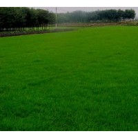 供應(yīng)優(yōu)質(zhì)草坪:早熟禾系列、冷季型草坪