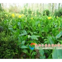 供應(yīng)玉簪 花葉玉簪，金邊玉簪，白玉簪