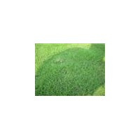 供應(yīng)草坪、草皮、草坪種植、草坪圖片、江蘇草坪