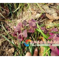 供應(yīng)美人蕉 蔥蘭 紫葉酢漿草 紅花酢漿草 常夏石竹